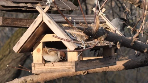 Many birds feed at a tree feeder Stock Footage 122992069