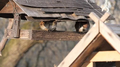 Many birds feed at a tree feeder Stock Footage 122999311