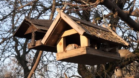 Many birds feed at a tree feeder Stock Footage 123045914