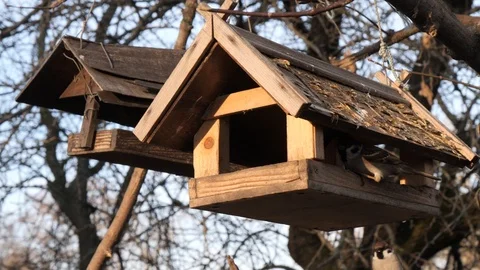 Many birds feed at a tree feeder Stock Footage 123046477