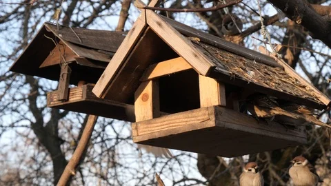 Many birds feed at a tree feeder Stock Footage 123047123