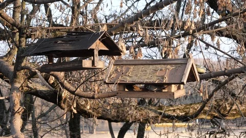 Many birds feed at a tree feeder Stock Footage 123048512