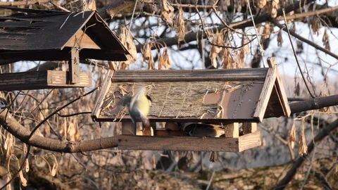 Many birds feed at a tree feeder Stock Footage 123049482