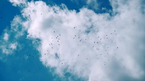 Many birds fly against the sky. Black crows in the sky on a background  Stock Footage 138530732