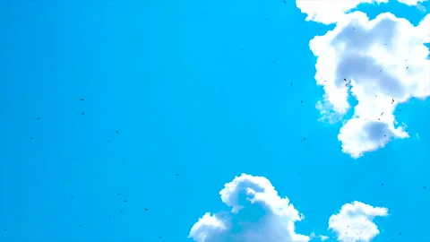 Many birds fly in the sky. Selective focus. Stock Footage 158725460