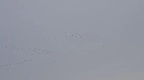 Many birds fly in V-formation on background of blue and grey sky Stock Footage 54681653