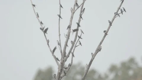 Many Birds Flying off a Tree Slow Motion Sunny (Ungraded) Stock Footage 87001881