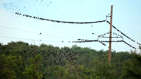 Many birds Video stock 1465287