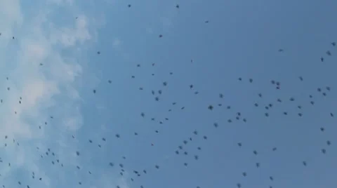 Many birds Stock Footage 22179166