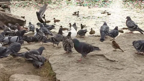 Many birds Stock Footage 81182664