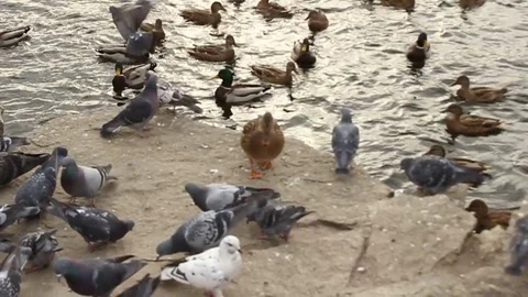 Many birds Stock Footage 81182689