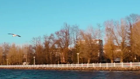 Many birds on the lake Stock Footage 105734997