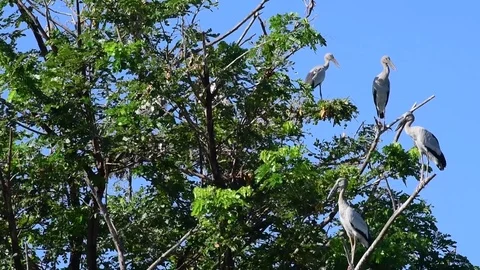 Many birds living on the tree Stock Footage 81007943