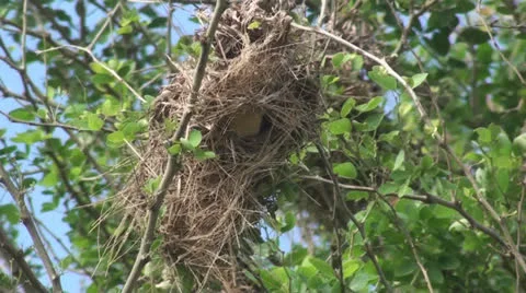 Many bird's nest on tree Stock Footage 25634184