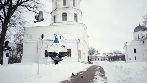 Many birds pigeons fly in the cold winter ice park during the day Vídeo Stock 329935686