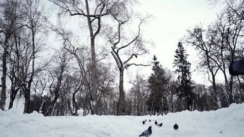 Many birds pigeons fly in the cold winter ice park during the day Видео 329935688