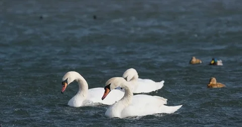 Many birds in the pond Stock Footage 125472297
