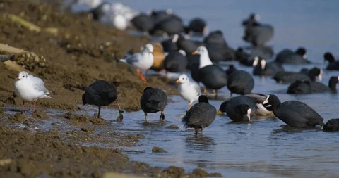 Many birds in the pond Stock Footage 125472689