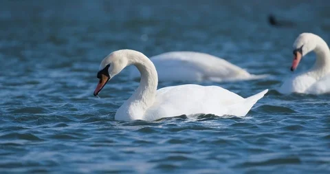 Many birds in the pond Stock Footage 125472877