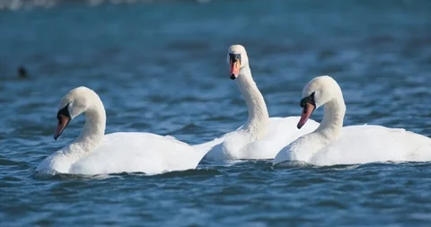 Many birds in the pond Stock Footage 125472960