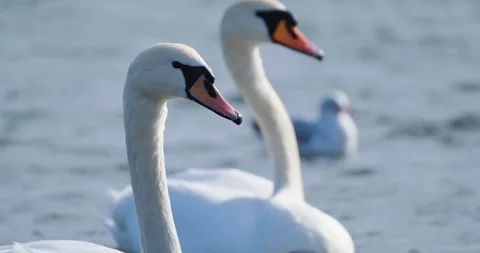 Many birds in the pond Stock Footage 125473003