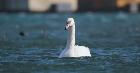 Many birds in the pond Stock Footage 125473012