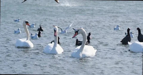 Many birds in the pond Stock Footage 125473065