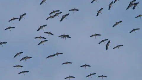 Many birds in the sky, a flock Vidéo 284020346