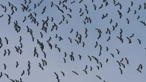 Many birds in the sky, a flock Stock Footage 293946286