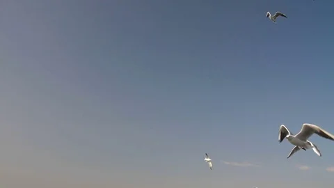 Many Birds in The Sky Stock Footage 81809637
