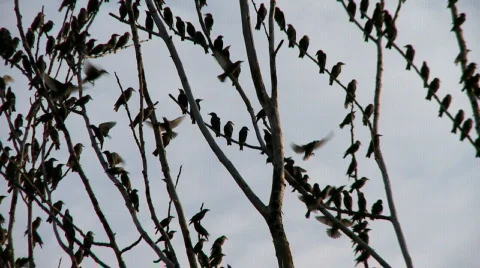 Many birds in tree 9 Stock Footage 449175