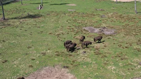 Many bisons are walking on the field. Stock Footage 231797018