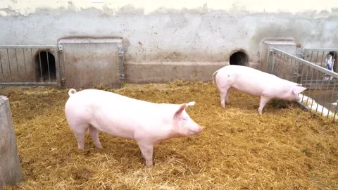 Many black and pink pigs lie next to each other and sleep in clean hay in a pen Stock Footage 168317137