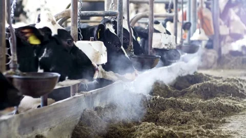 Many black and white cows on the farm are happy to eat hay in the pen. Cow .. Stock Footage 265876249