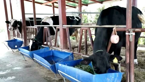 Many black and white cows on the farm are happy to eat hay in the pen. Cow farm. Vídeos de archivo 334654901