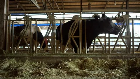 Many black and white cows on the farm are happy to eat hay in the pen. Cow farm. Video stock 334654950