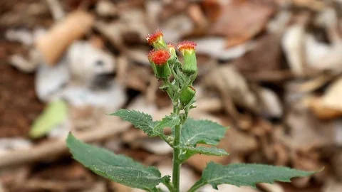 Many black ants are climbing to the red flowers on top of the wildflower plant Stock-Footage 103778853