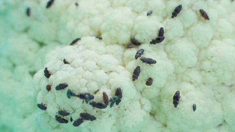 Many black beetles on cauliflower, close-up. Vegetable pests Stock Footage 314631924