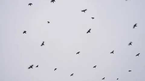 Many black birds flying randomly on gray sky. Stock Footage 99203590