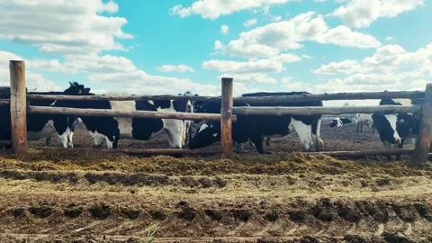 Many black cows with white spots eat silage on the farm. Raising cows for meat Video stock 289528765