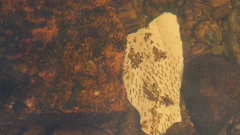 Many Black Fly Larva In River Stream on Piece of Ceramic and Rock, Close Up Stock Footage 213936955