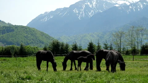 Many black horses and tiny baby foal grazing together in green meadow Stock Footage 305134395