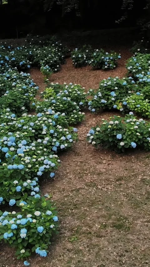 Many blooming blue and white hydrangea bushes grow in the park. aero video Stock Footage 319390118