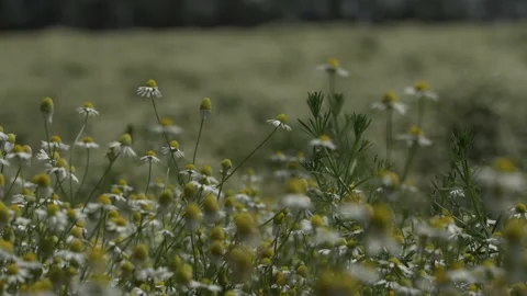 Many blooming daisies on the field. the camera descends panorama down on a close Stock Footage 132490524