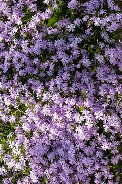Many blooming flowers cover the ground in a field during sunny weather on a.. Stock Photos