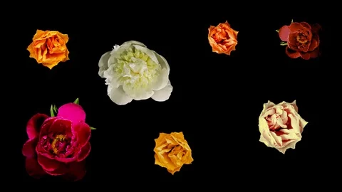 Many Blooming Flowers Stock Footage 106948912