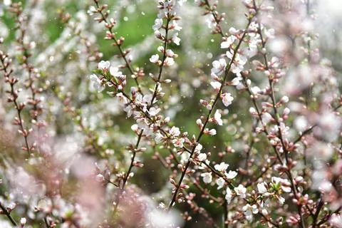 Many blossoming cherry twigs. Spring background. Beauty in nature Stock Photos