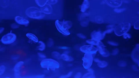 Many blue jellyfish Stock Footage 220625193