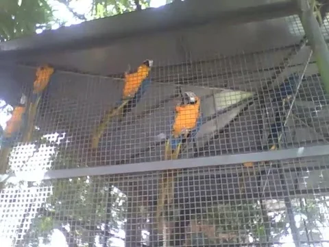 Many blue macaws in the park, they are beautiful birds! Stock Footage 163680776