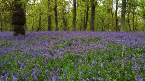 Many Bluebells Stock Footage 197330952